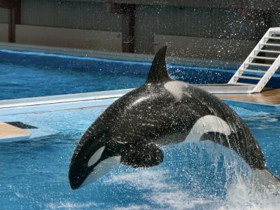 Killer whale