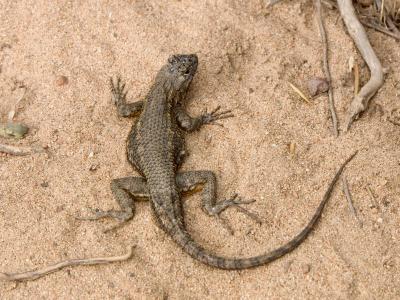 Small lizard
