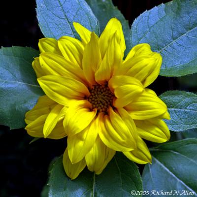 April sunflower