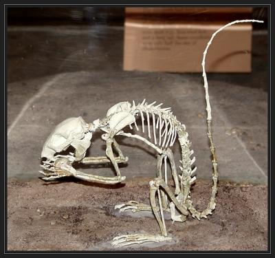 JPG SB a fossil squirrel P8050884.jpg