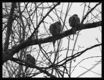 JPG SB2BW Doves In Mourning P1300406.jpg