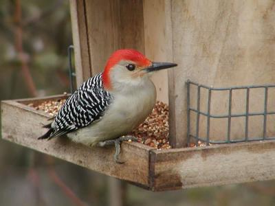 JPG CS Red Belly P1300415.jpg