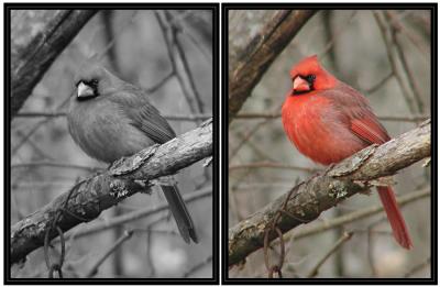 u17/richardr/medium/39257693.JPGSBlackRedbird.jpg
