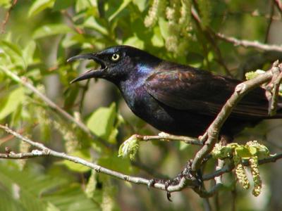 JPG CS Grackle P4183106.jpg