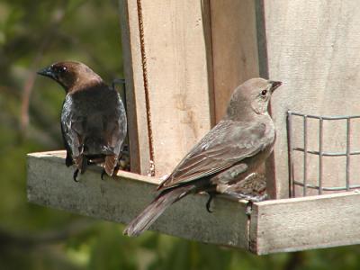 JPG CS FM Cowbirds P4173027.jpg