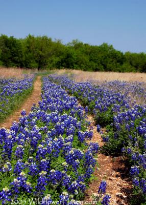 Cedar Hill State Park