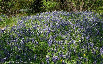 Bluebonnet Grove Pano