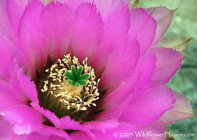 Lace Cactus