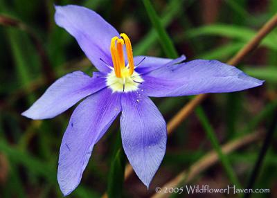 u17/richo/medium/42456091.IMG_2506wildflowerhavencelestial.jpg