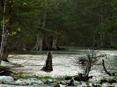 A Forest Runs Through It