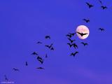 Moon Bats 2003