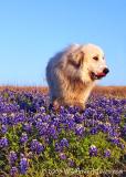 Bluebonnet Dog