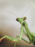 They Called Me Ms Mantis