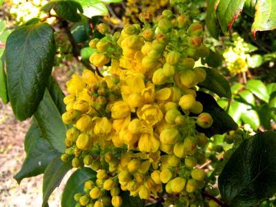 Holly Buds  Bloom