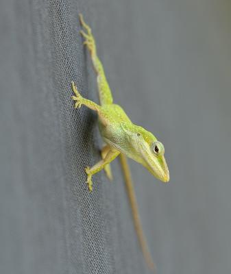 Screen Green