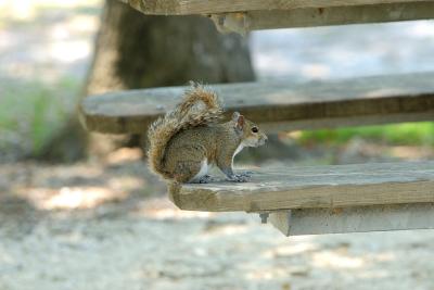 Bench squirrel