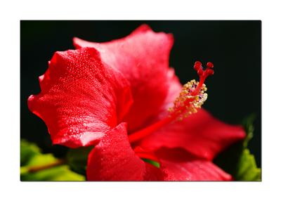 Hibiscus & Morning Dew