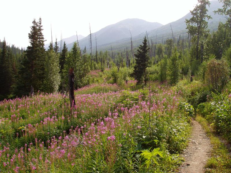 Mile 7_Caribou Burn Fireweed