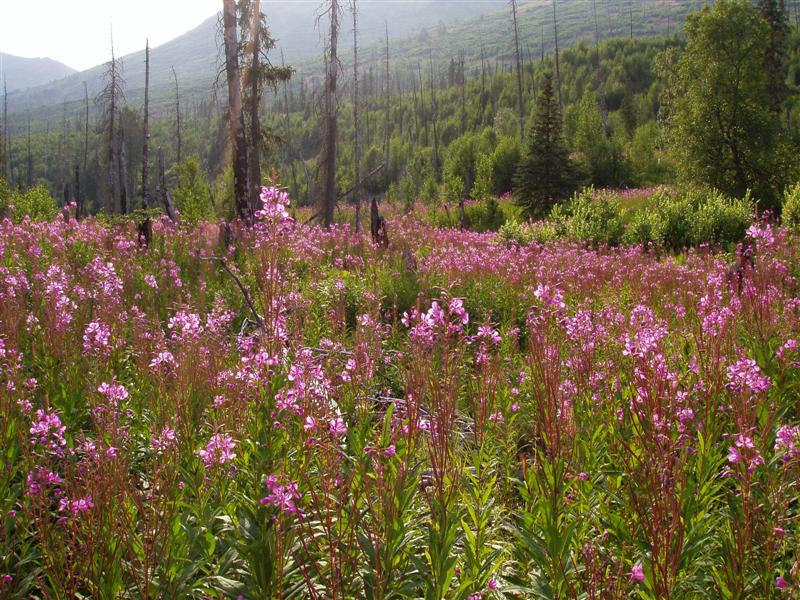 Mile 7_Caribou Burn Fireweed