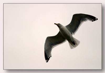 Seagull at Margaree Harbor Cove