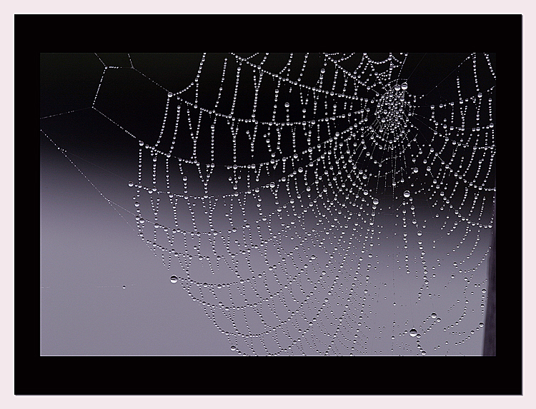 Wet Web