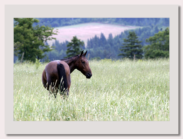 PEI Horse