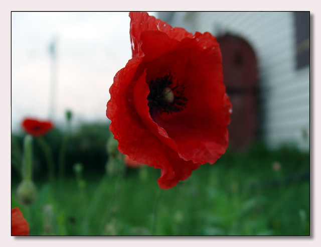 Poppy