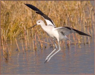 Avocet Landing
