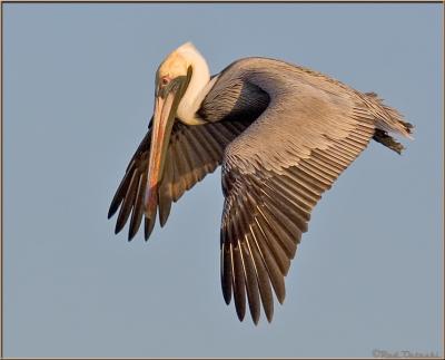 Pelican inflight