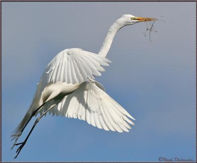 Egret In-Flight