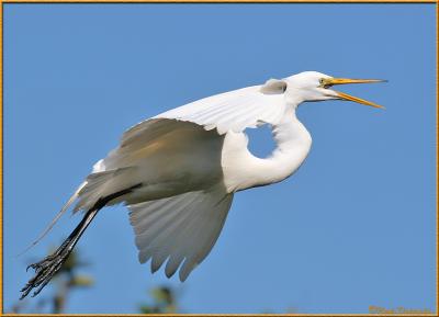 Egret In-Flight