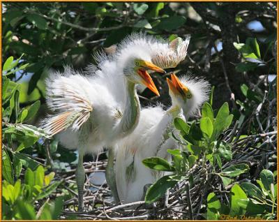 Great White Egret Chicks