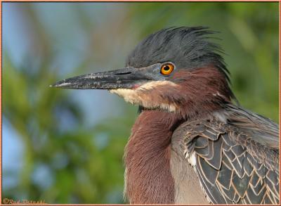 Green Heron