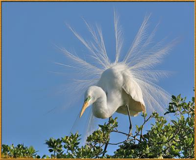 Egret in Plume