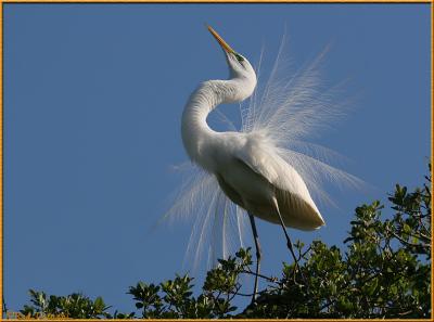 Egret in Plume