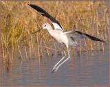 Avocet Landing