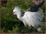 Snowy Egret