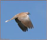 Dove In-Flight