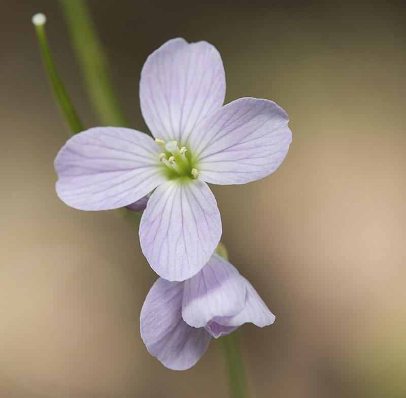 Beautiful bittercress  Cardamine pulcherrima