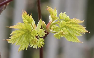 Acer glabrum  Rocky mountain maple