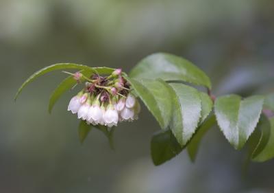 Evergreen huckleberry  Vaccinium ovatum