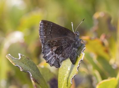 Hoary elfin  Incisalia polia maritima (teninoensis)