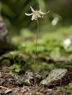 Erythronium oreganum    Oregon fawn lily