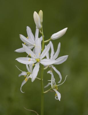 Camassia quamash (white form)