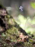 Beautiful bittercress  Cardamine pulcherrima