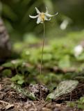 Erythronium oreganum    Oregon fawn lily