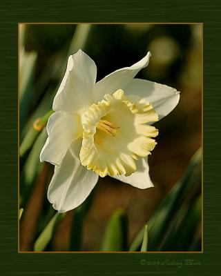 daffodil9.jpg