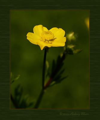wildflower4829.jpg
