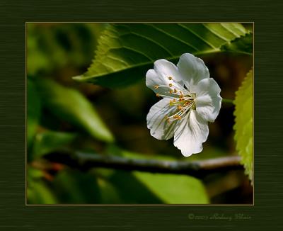 cherryblossom2.jpg