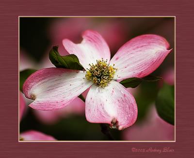 dogwood9.jpg